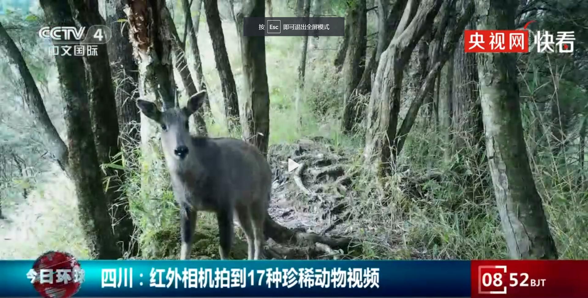 四川紅外相機拍到17種珍稀動物